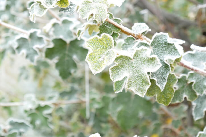 Work on Your Garden This Winter From Inside Your House