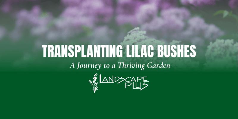 Transplanting Lilac Bushes Tips